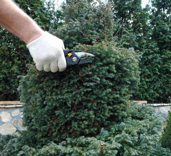 Ornamental Tree Trimming in Fenton