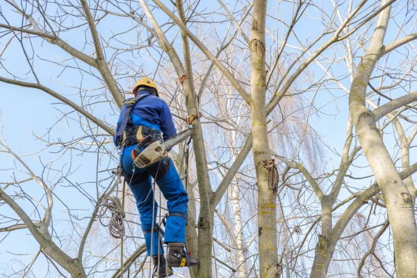 Large Tree Trimming in Fenton