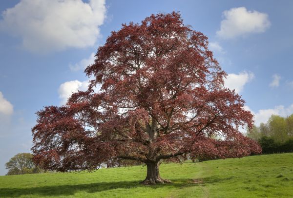 Beech Tree Pruning in Fenton