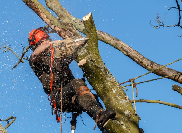 Tree Trimming Service in Fenton