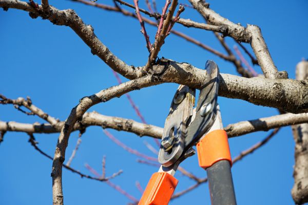 Tree Pruning in Fenton