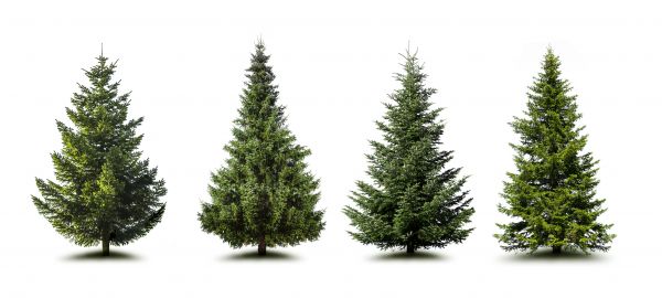 Cost of Pine Tree Trimming in Fenton