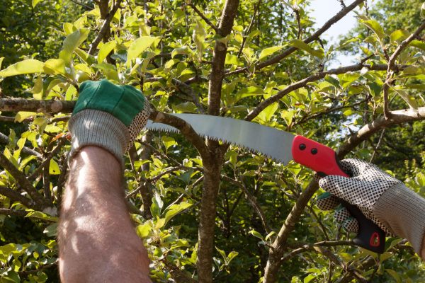 Apple Tree Trimming in Fenton